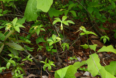 Isotria verticillata- Large Whorled Pogonia