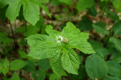 Hydrastis canadensis- Goldenseal