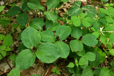 Trillium sessile