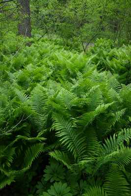 Matteuccia struthiopteris- Ostrich Fern