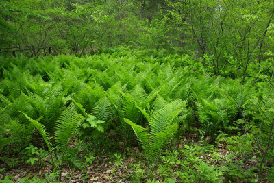 Matteuccia struthiopteris- Ostrich Fern