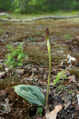 Aplectrum hyemale (Puttyroot)