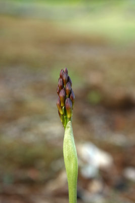 Aplectrum hyemale (Puttyroot)