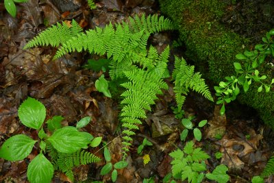 Cystopteris bulbifera- Bulblet Fern