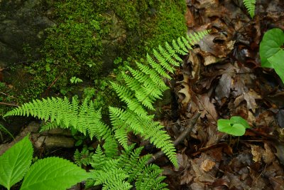 Cystopteris bulbifera- Bulblet Fern