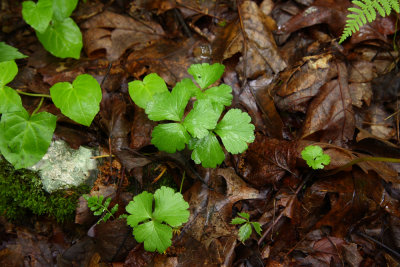 Waldsteinia fragarioides- Barren Strawberry