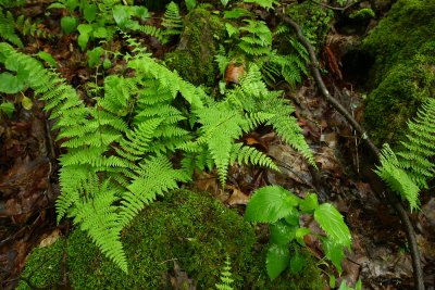 Cystopteris bulbifera- Bulblet Fern
