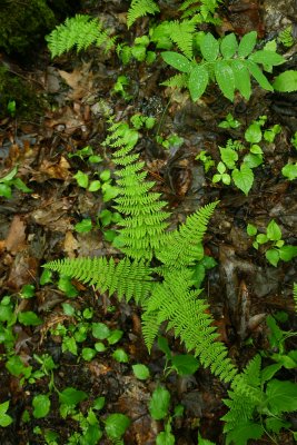 Cystopteris bulbifera- Bulblet Fern