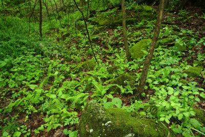 A rich limestone ridge