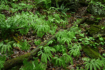 Adiantum pedatum- Northern Maidenhair Fern