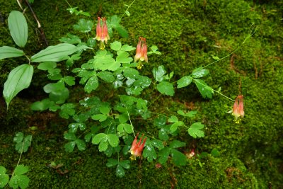 Aquilegia canadensis- Eastern Red Columbine