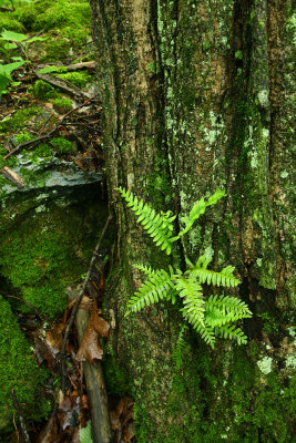 Polypodium virginianum (Rock Polypody)