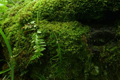 Asplenium x ebenoides- Scott's Spleenwort