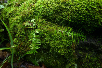 Asplenium x ebenoides- Scott's Spleenwort