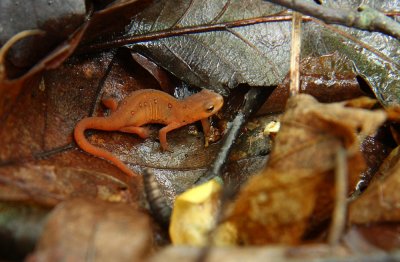 Red Eft (Red-spotted Newt)