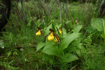 Cypripedium parviflorum var. Makasin- Small Yellow Lady's Slipper