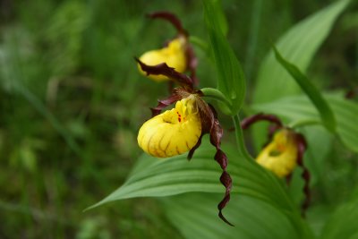 Cypripedium parviflorum var. Makasin- Small Yellow Lady's Slipper