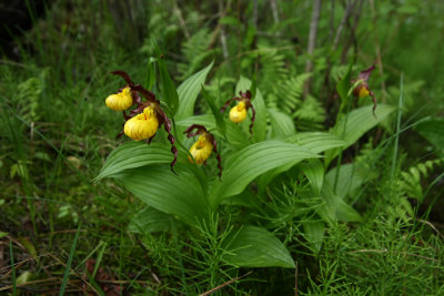 Cypripedium parviflorum var. Makasin- (Small Yellow Lady's Slipper)