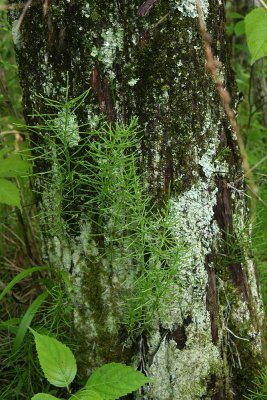 Equisetum arvense (Field Horsetail)
