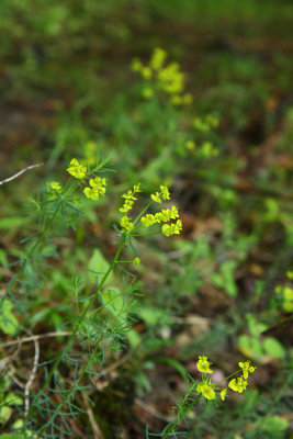 Euphorbia cyparissias- Cypress Spurge