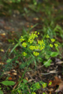 Euphorbia cyparissias- Cypress Spurge