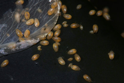 Seed Shrimp