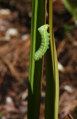 Copper Underwing caterpillar