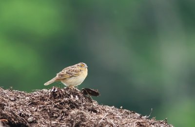 Grasshopper Sparrow