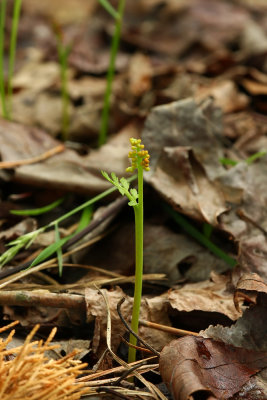 Botrychium matricariifolium- Daisy-leaf Moonwort