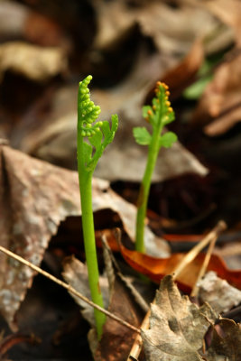 Botrychium matricariifolium- (Daisy-leaf Moonwort)