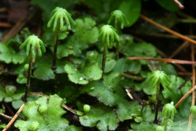 Marchantia polymorpha- (Umbrella Liverwort)