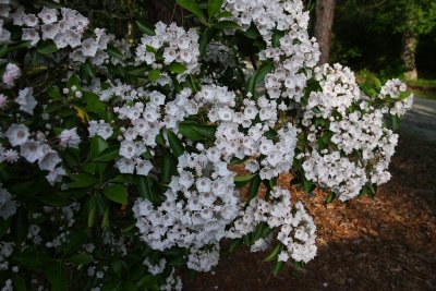 Kalmia latifolia- Mountain Laurel