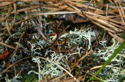 Cetraria arenaria- Sand-loving Iceland Lichen