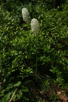 Xerophyllum asphodeloides- Turkeybeard