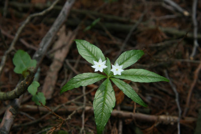 Trientalis borealis- Starflower