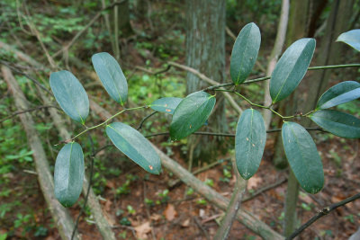 Smilax laurifolia- Laurel-leaved Greenbriar