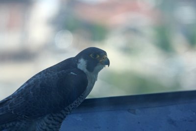 Peregrine Falcon (female)