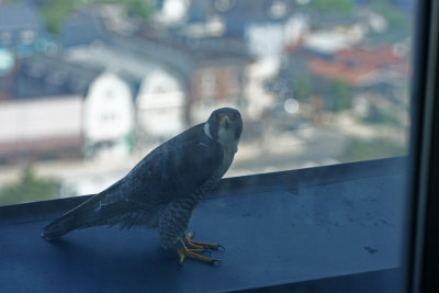 Peregrine Falcon (female)