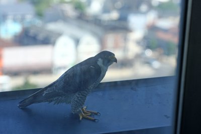 Peregrine Falcon (female)