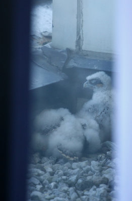 Peregrine Falcon chicks!