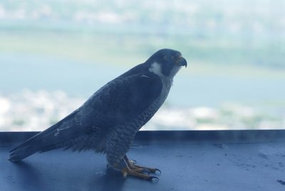 Peregrine Falcon (female)