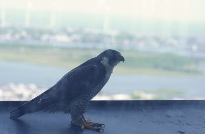 Peregrine Falcon (female)
