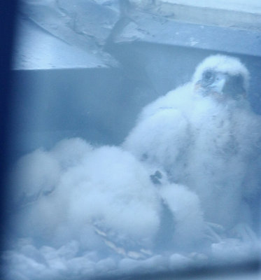 Peregrine Falcon chicks!