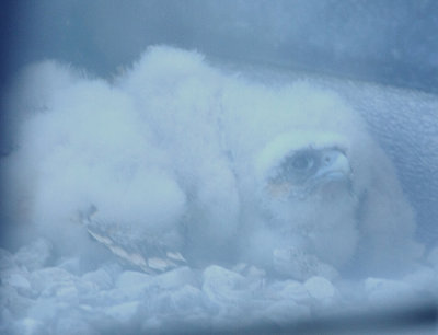Peregrine Falcon chicks!