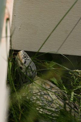 Diamondback Terrapin