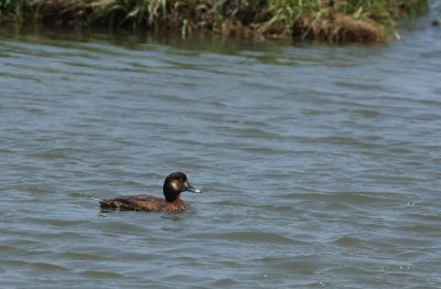 Greater Scaup (female)