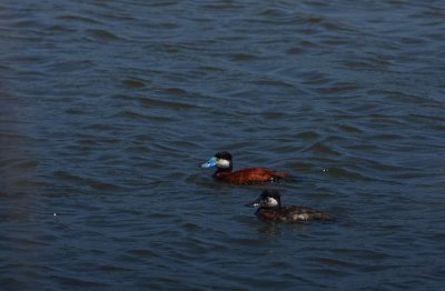 Ruddy Ducks