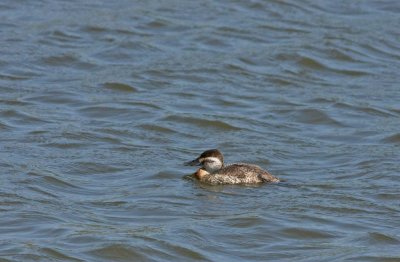 Ruddy Duck