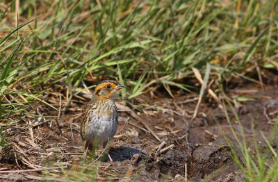 Salt Marsh Sparrow (formerly Saltmarsh Sharp-tailed Sparrow)