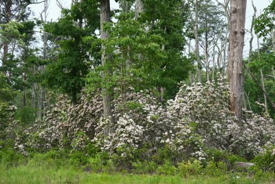 Kalmia latifolia- Mountain Laurel